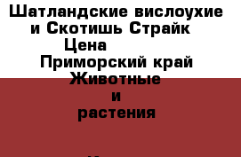 Шатландские вислоухие и Скотишь Страйк › Цена ­ 1 000 - Приморский край Животные и растения » Кошки   